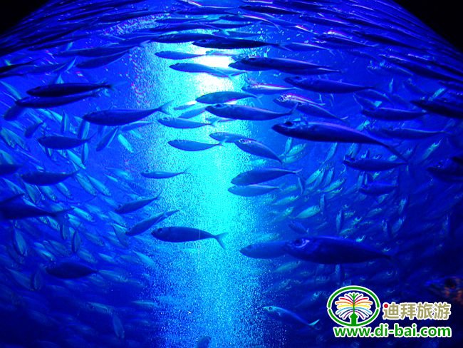 ��������˹�Ƶ����湥��