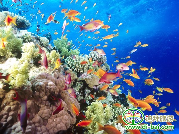 迪拜海上别墅